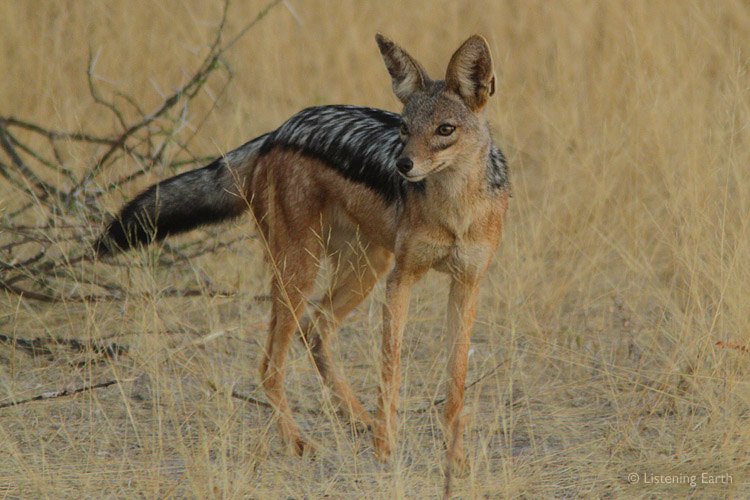 Jackal, showing off its lovely silvery coat and bushy tail
