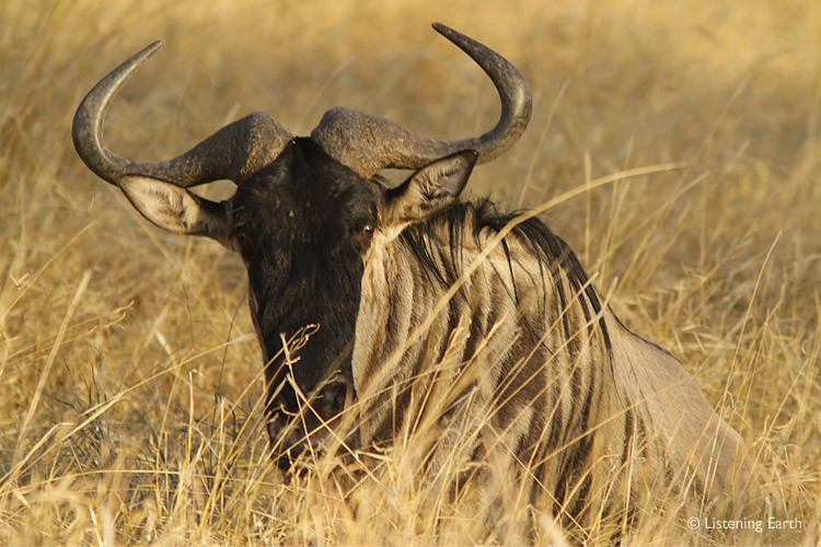 Wildebeest resting whilst on migration