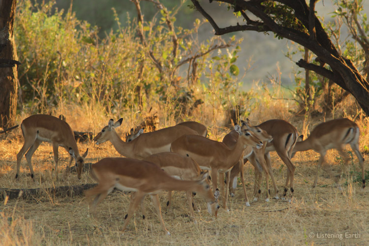 A family group of Impala grazing among the shade of accacia woodland.