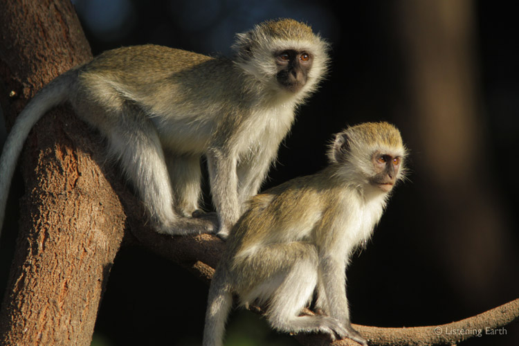 Vervet Monkeys, alert to predators