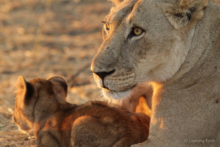 Lion cub cuddles up in the safety of its mother's paws