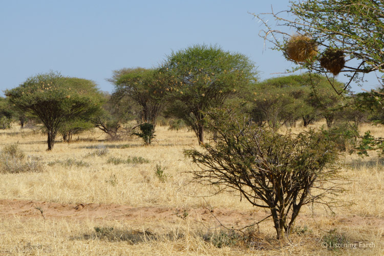 Social Weavers are often found in huge colonies, their nests adornimg every bush over vast areas
