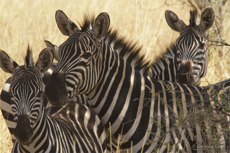 Zebra in swahili means.... striped donkey. Of course.