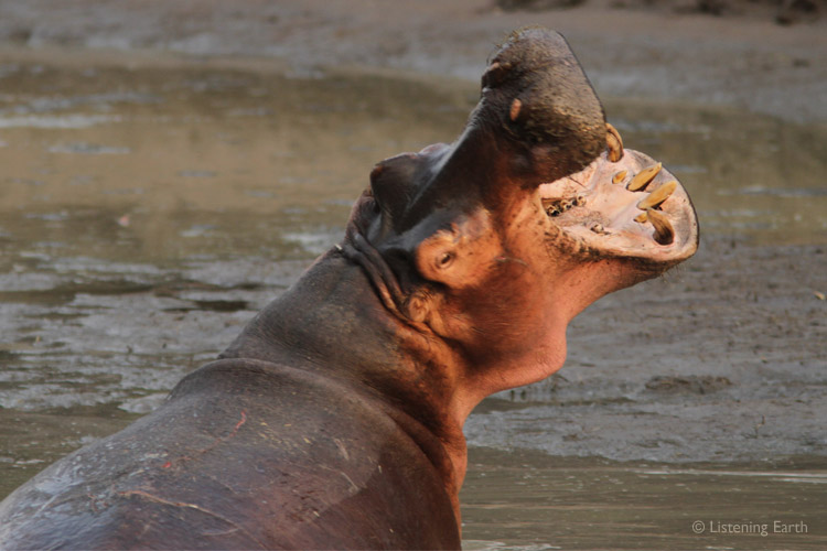 You can see why Hippos are regarded as one of the most unpredictable and dangerous of Africa's animals 