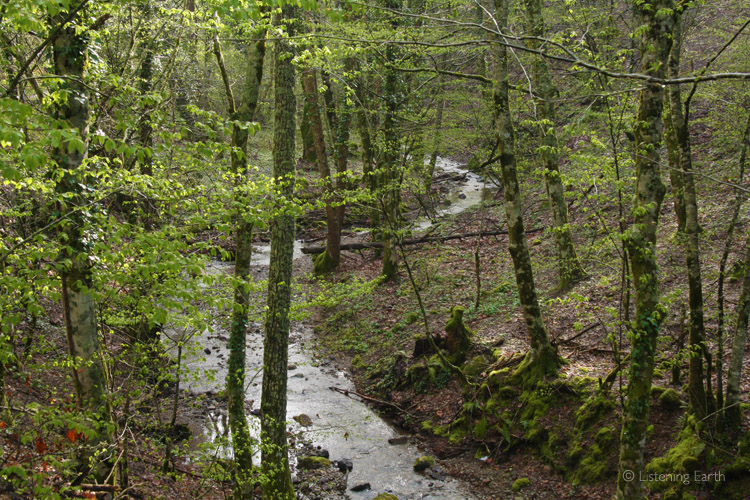 A stream winds its way down through hillside woodland<br>This is the actual location of this recording