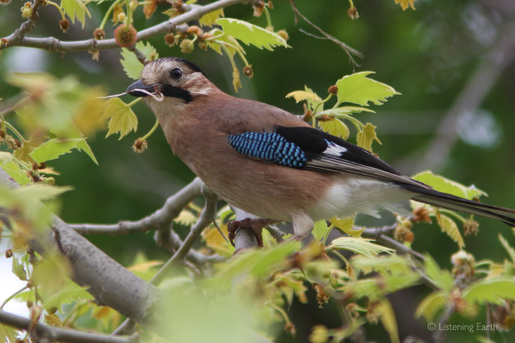 Eurasian Jay collects material for its nest