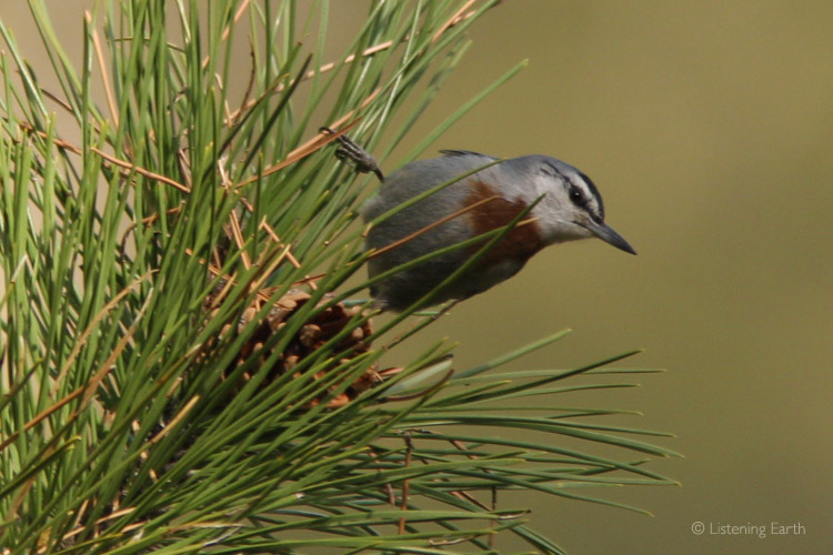 A species endemic to Turkey, the Krüper's Nuthatch, heard on this recording