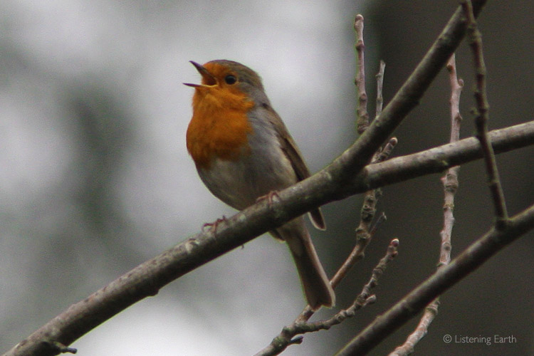 A Robin sings to establish its territory
