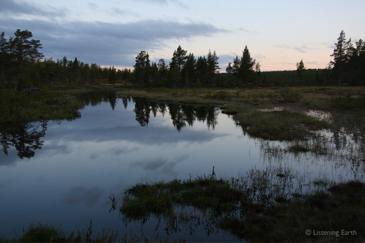Pale light of midsummer dawn in the Taiga