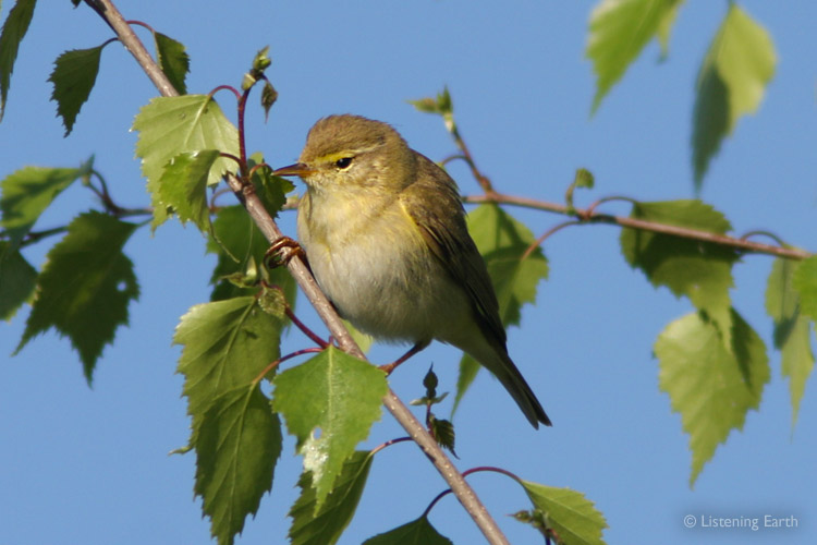 Sweet melodies from Willow Warblers can be heard throughout the summer