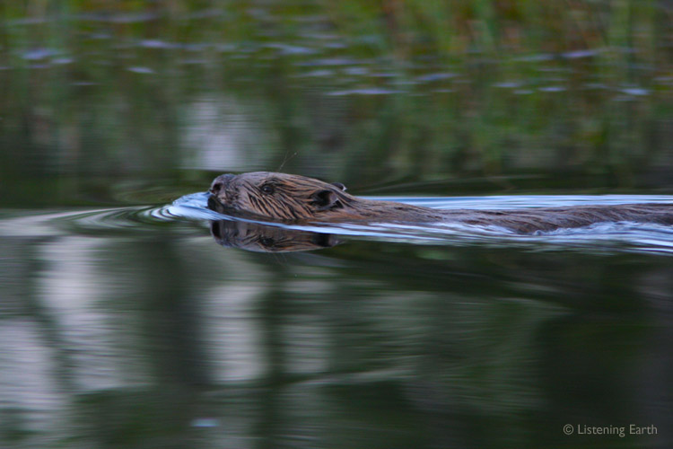 Beaver silently swimming upstream