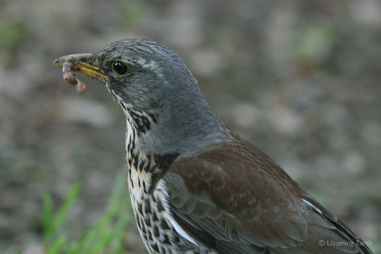Fieldfares are ground feeders and high songperch singers