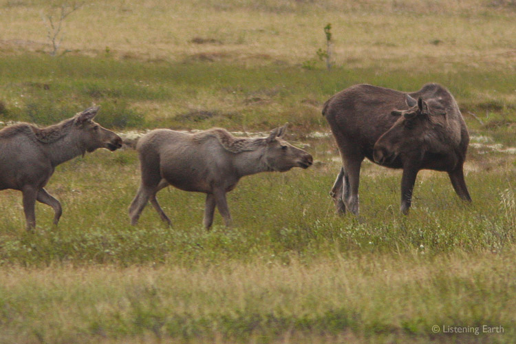 Moose grazing quietly on open ground - male and two females