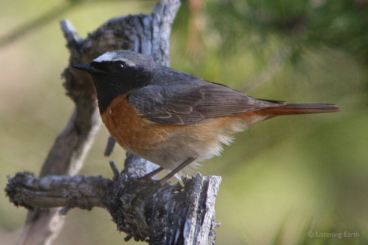 The Redstart - one of the many summer breeding migrants to the northern Taiga