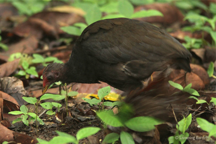 Occasionally heard on this recording are the cackling calls of Melanesian Scrubfowl, <br>here seen raking the forest floor for grubs