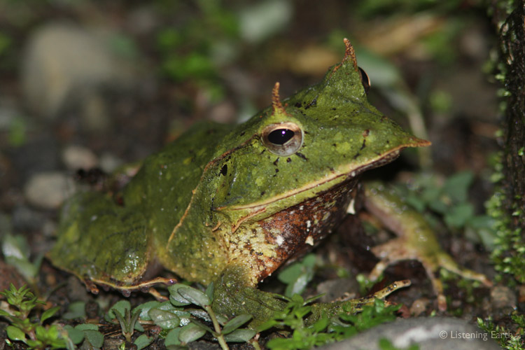 The unique Solomons Eyelash Frog - <br>an endemic inhabitant with a yapping call like a small dog