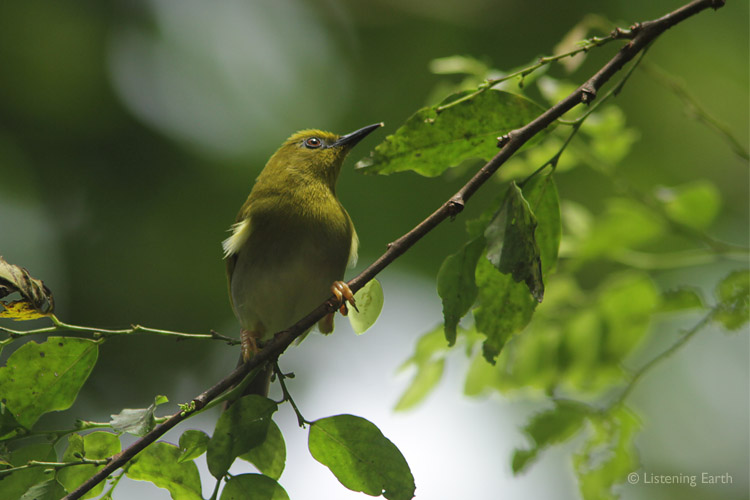 The Tetepare White-eye, found only on this island<br>Their soft, twittering calls are heard occasionally throughout the night (as on this recording)