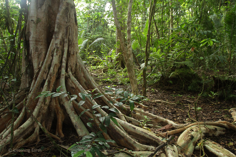 Root system of a young fig tree spreads across the forest floor