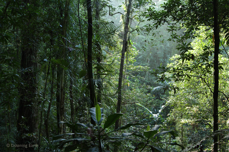 The dense tropical rainforests of Kolombangara Island