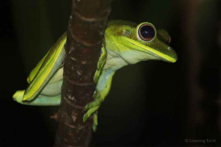 The low growls of a Treasury Island Tree Frog, <i>Litoria thesaurensis</i>, </br> can be heard at the very beginning of track 1