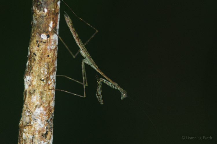 Mantis of the tropical forest
