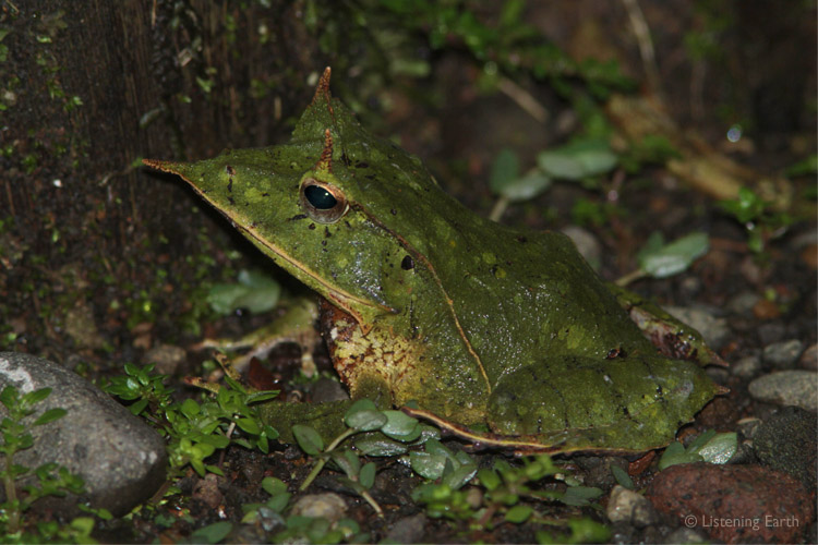 The unusual and endemic Solomons Eyelash Frog, <i>Ceratobatrachus guentheri</i>,</br>can also be heard, yapping loudly like a small dog