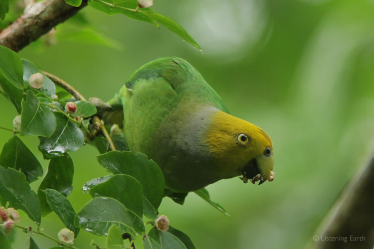 The ringing tones of a Singing Parrot, <i>Geoffroyus heretoclitus</i>, can be heard on track 3