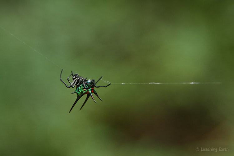 Many creatures on Kolombangara seem to have points - </br>this colorful spider is made of them!