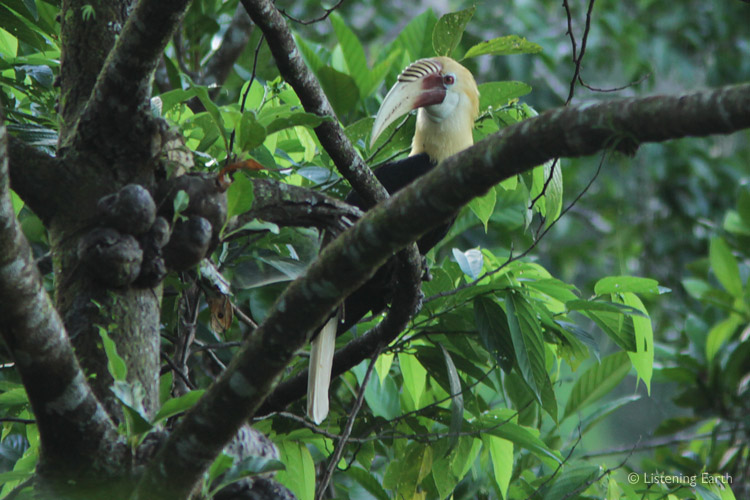 The mighty Blythe's Hornbill, <i>Aceros plicatus</i>, calmly searching for its favourite fruit; figs