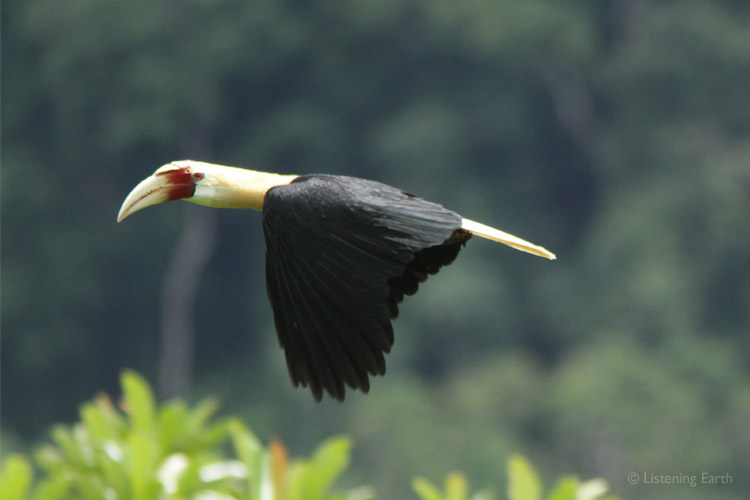 Hornbills generally have super loud wingbeats, a result of rough feather edges. </br>Hear them wing overhead on track 3