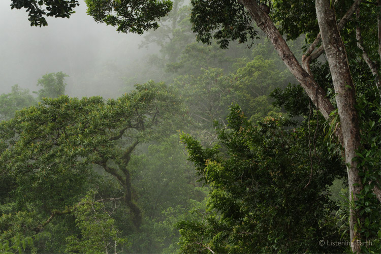 Approaching rain. Afternoon mists roll in through the rainforest
