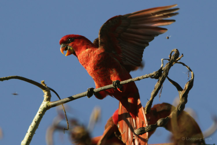 Noisy, noisy, noisy! The vibrant (and noisy) Cardinal Lory, <i>Chalcopsitta cardinalis</i>