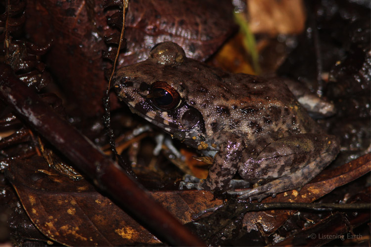 The 'Koni' Frog, or Solomons Wrinkled Ground Frog, <i>Platymantis solomonsis</i>, <br>so named by locals due to its call. A chorus of them feature on track 7