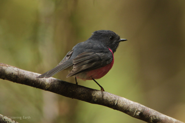 The Tarkine spring dawn chorus begins (as does our album) <br>with the tinkling songs of Pink Robins