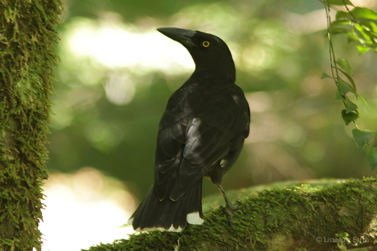 The loud calls of Black Currawongs have evolved to carry far through the forest