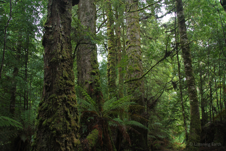 The Tarkine - largest temperate rainforest in the Southern Hemisphere