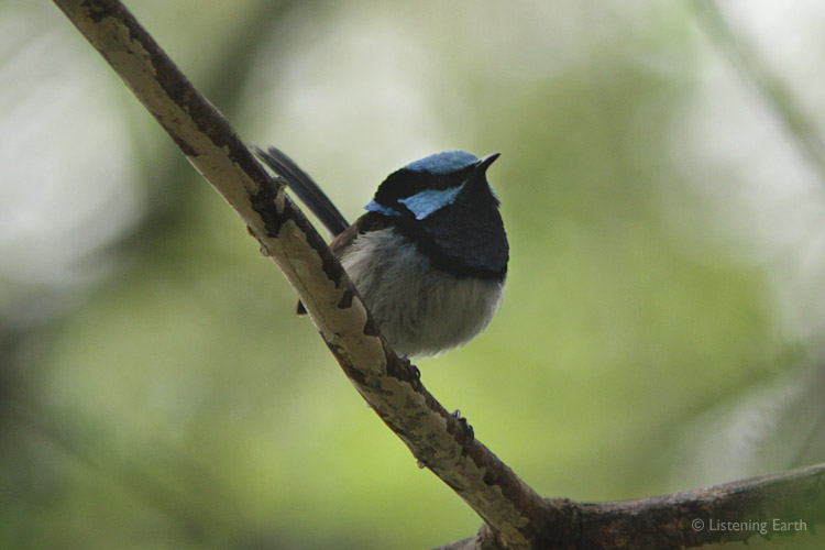 The rippling song of Superb (Blue) Fairy Wrens is also heard on track 1