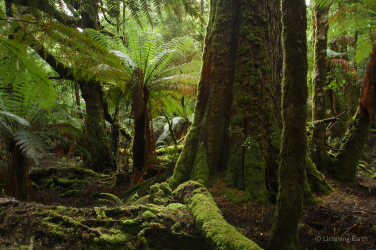 An ancient world - myrtles, beeches and tree ferns are found in the fossil record<br> from the time of the dinosaurs, some 150 million years ago