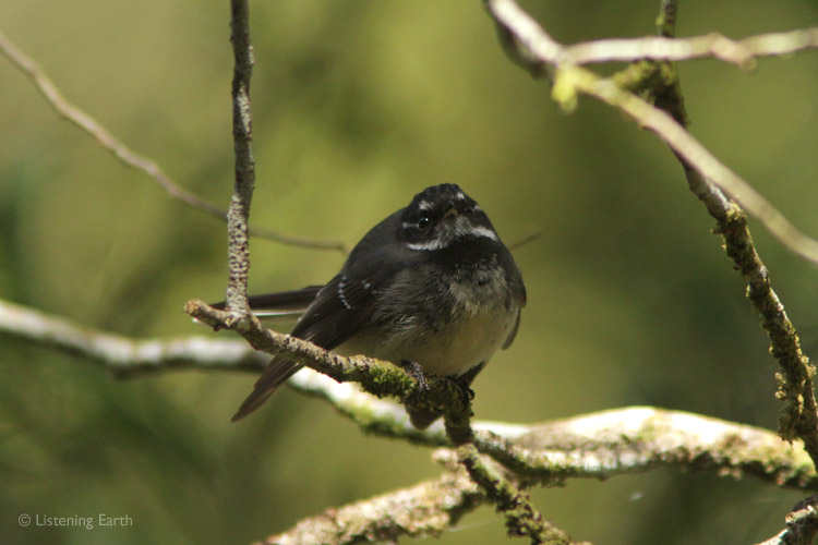 An ever-active Grey Fantail, their silvery calls are heard throughout the day