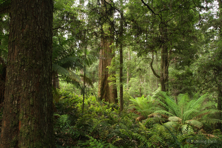 Deep in the Tarkine's forests, an untouched realm