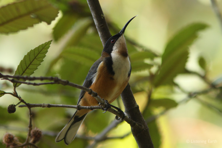 An Eastern Spinebill, a nectar feeder of shrubs and the outer canopy