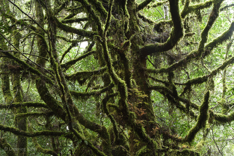 The cascading boughs of an ancient Myrtle, draped with mosses and epiphytes
