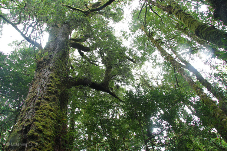 The Tarkine canopy; a bit thin compared to tropical forests, <br>but these temperate forests grow more slowly