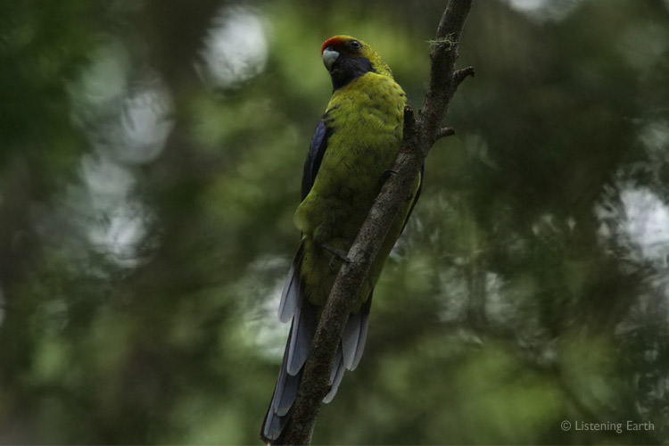 The Green Rosella, endemic to Tasmania. Their bell-like calls ring out in the Tarkine