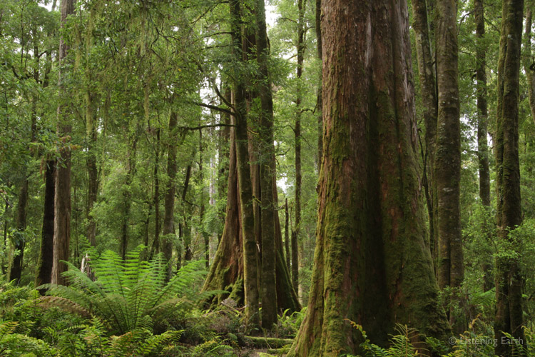 Stand of tall trees near Lake Chisholm in the northern Tarkine