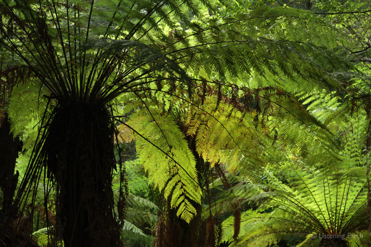 Called 'Man Ferns', this tree fern species can create their own canopy at ground level