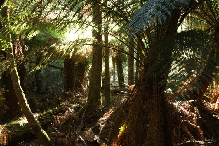 Tree fern buttresses and fallen logs can make the forest difficult to walk through