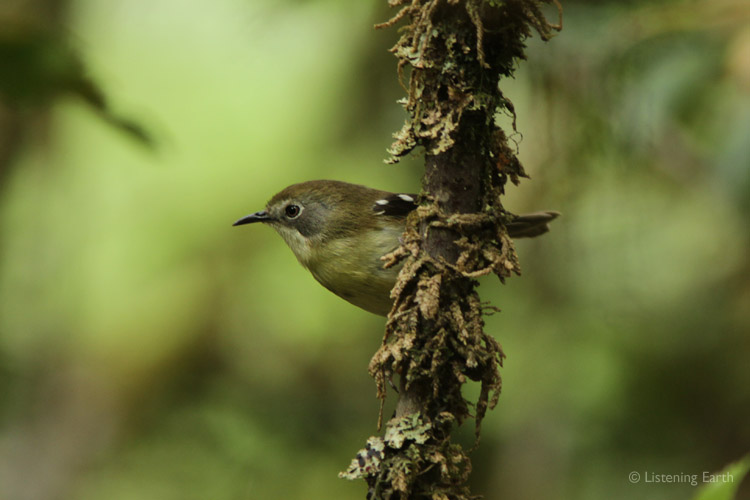 A tiny Scrubtit, another Tasmanian endemic, <br>often encountered flitting among the ground ferns