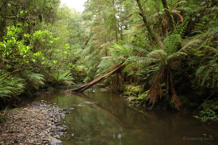 Stream flows quietly in the upland forest <br>These headwaters turn into wild rivers downstream