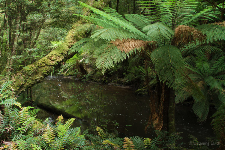 By a Tarkine stream; the actual recording location for tracks 4 & 5